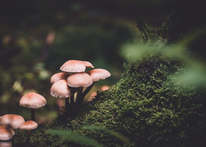 Une forêt du nord de l'Europe avec des champignons.