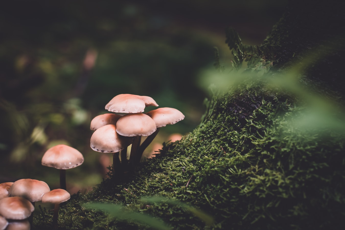 Une forêt du nord de l'Europe avec des champignons.