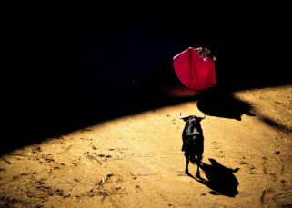 Le Parlement européen a voté jeudi un amendement, proposé par les Verts, visant à supprimer les aides de la PAC destinées aux élevages liés à la tauromachie.